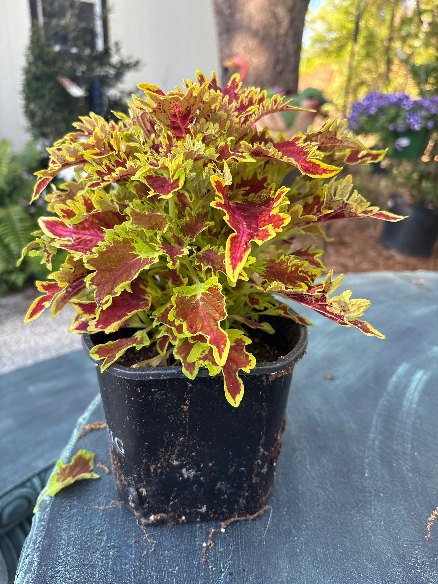 Coleus "Copperhead" (1 Gallon)