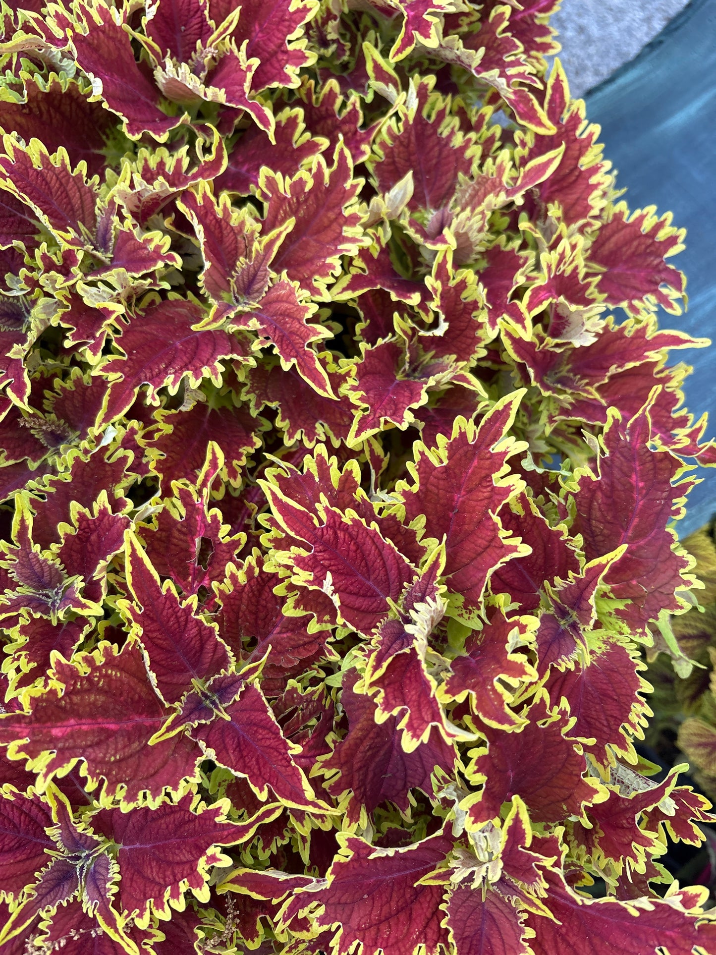 Coleus "Copperhead" (1 Gallon)