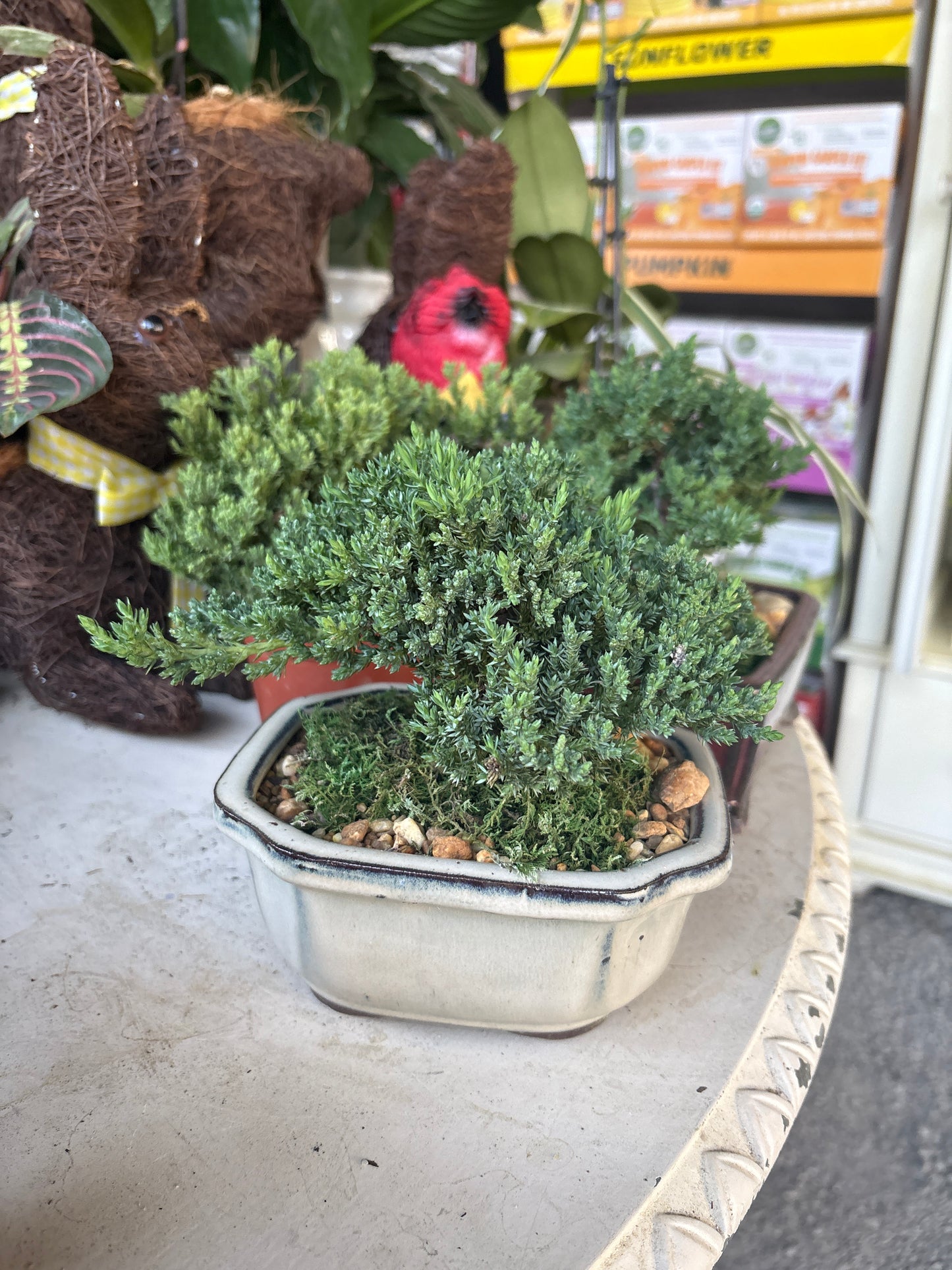 6" Bonsai Ceramic Juniper 6-10"