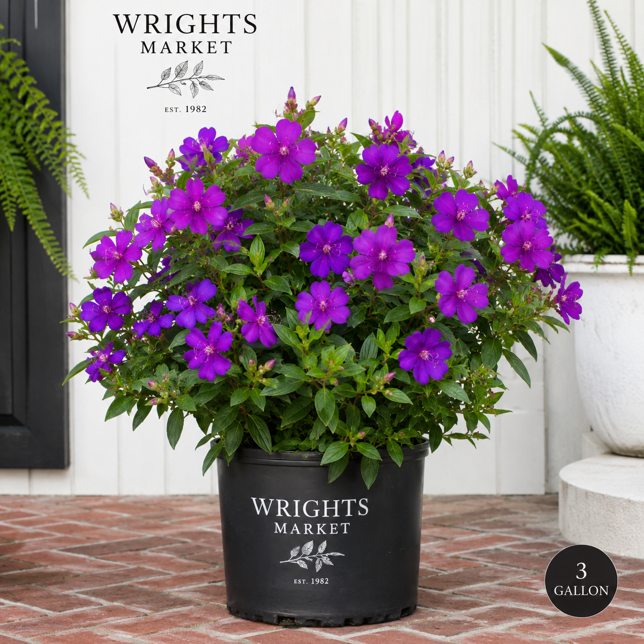 Pleroma semidecandrum (Princess Flower) – 3 Gallon