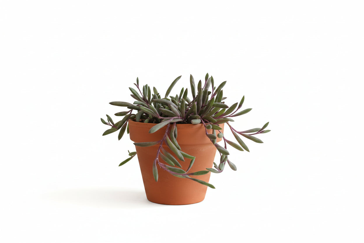 4" Ruby Necklace Succulent (Othonna capensis ‘Ruby Necklace’)