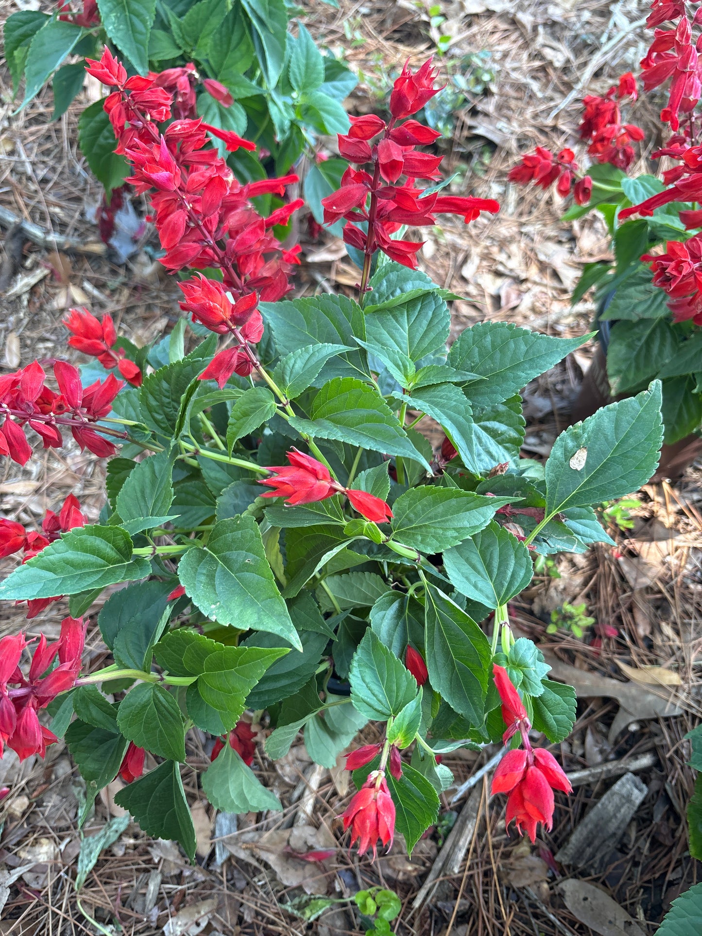 Salvia (1 Gallon)