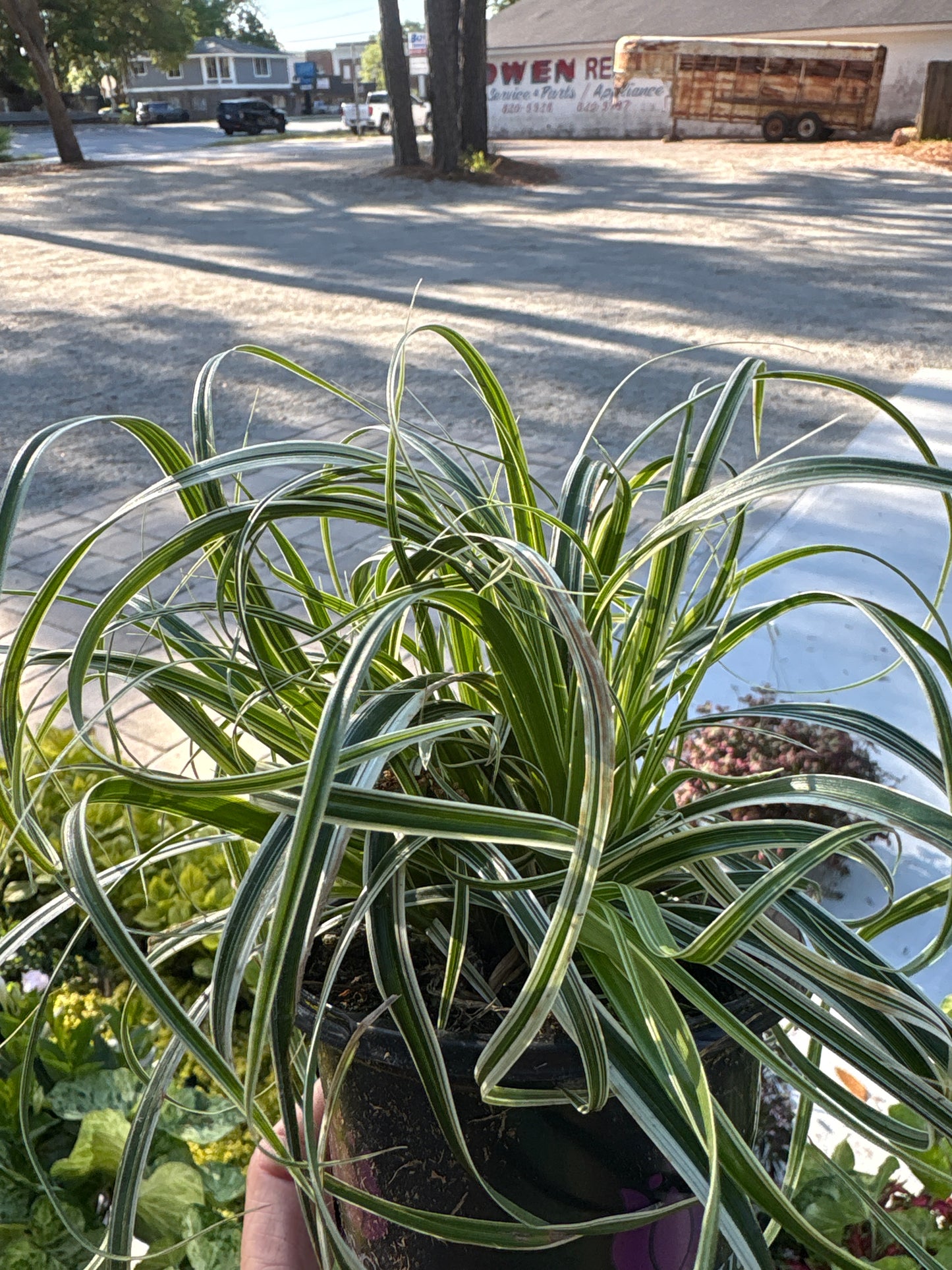 Carex Feather Falls (4.5")