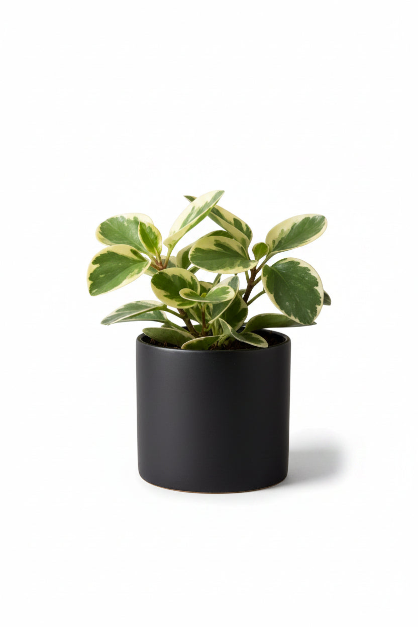 Fairy Plant- 2" Variegated Baby Rubber Plant