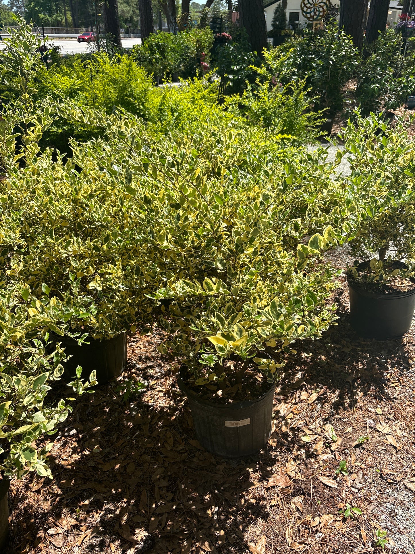 Jack Frost Ligustrum