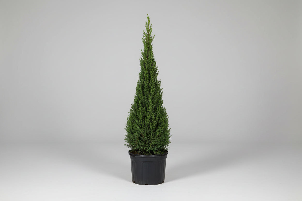 Juniper chinensis ‘Blue Point’ #7 Cone Topiary