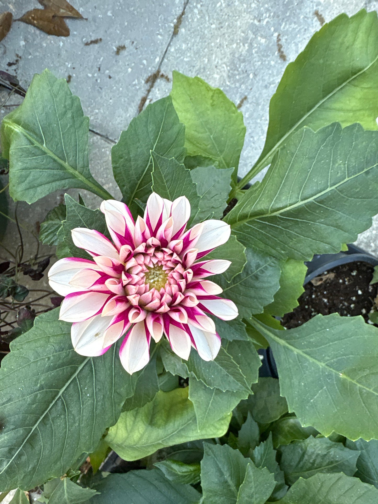 Dahlia (4.5")