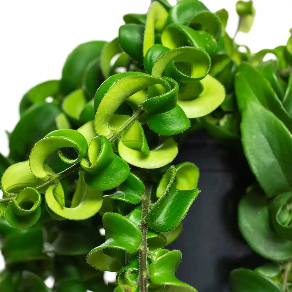 Aeschynanthus 'Twister' Lipstick Plant – 8" Pot