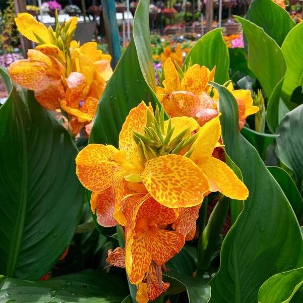 canna lily yellow flower Canna Lily Cannova Golden Leopard (1 Gallon) – Wright's Market