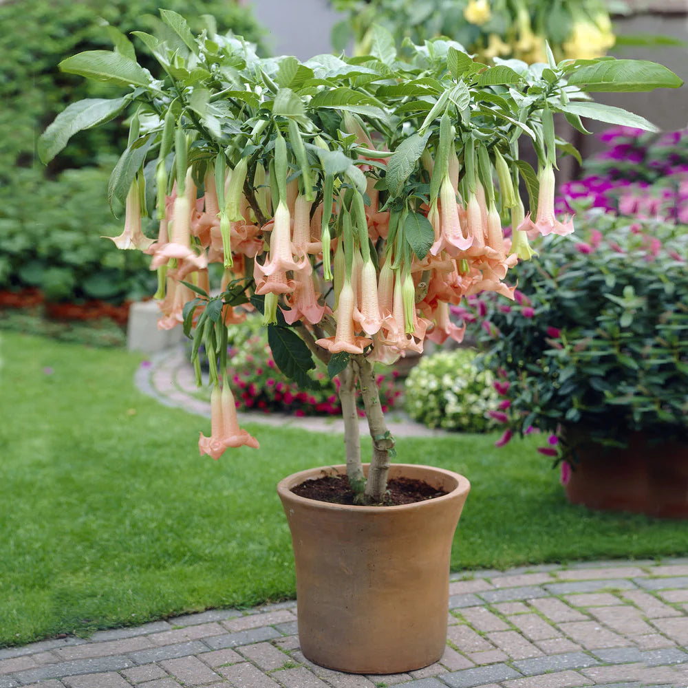 Angel Trumpet Plant – 3 Gallon