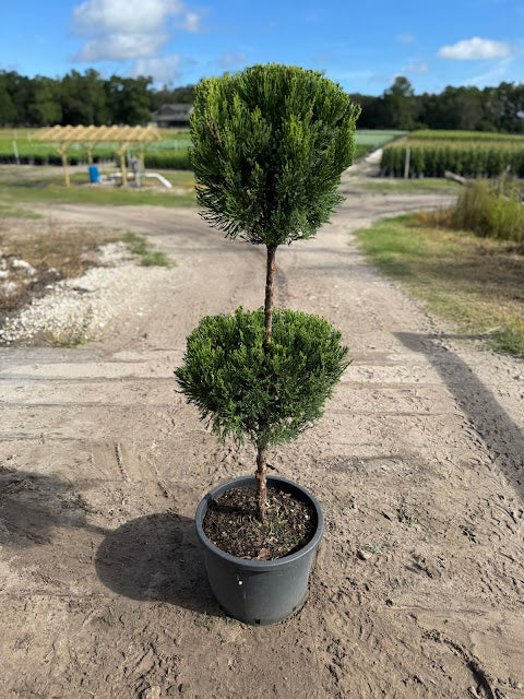 Hetz Juniper 2-Ball Topiary – 7 Gallon