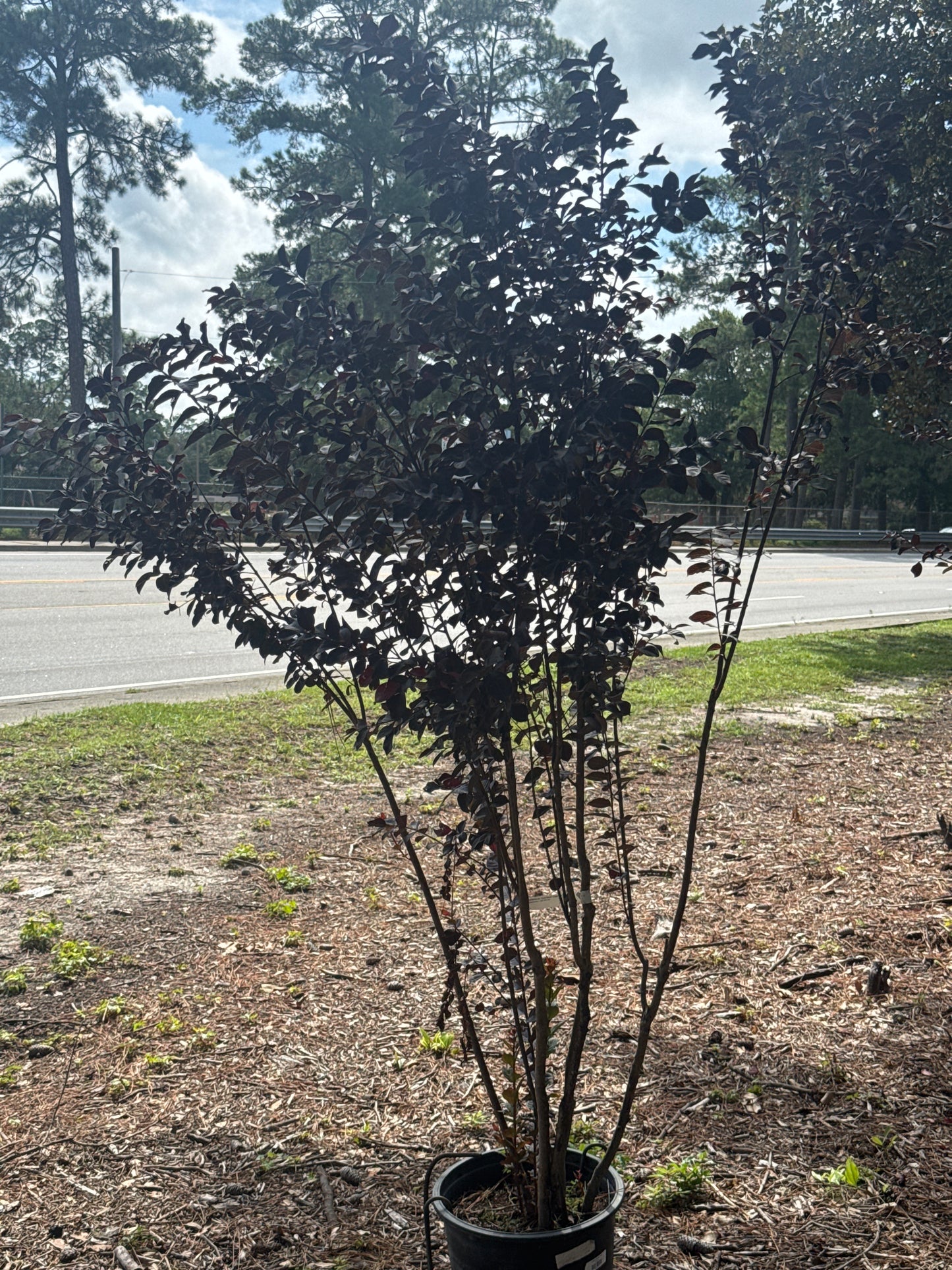 Crape Myrtle Tree