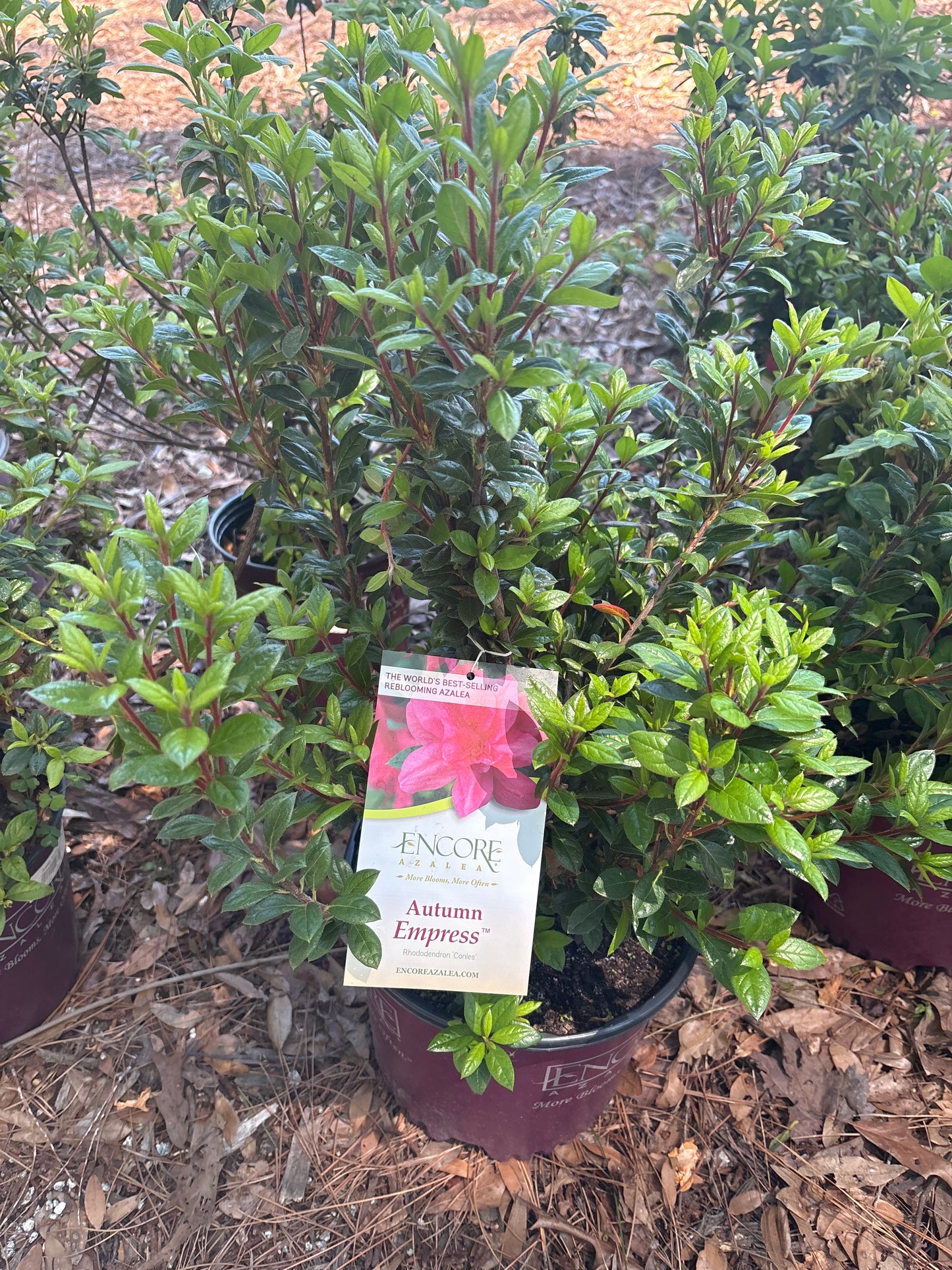 "Encore" Azalea (3 Gallon)p