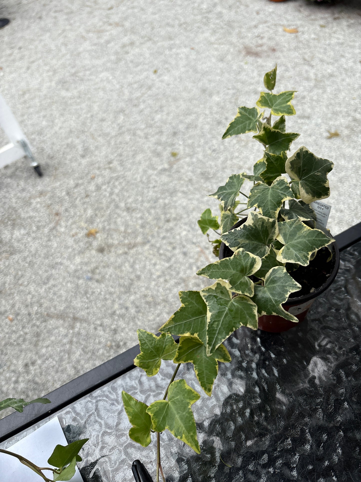 Ivy - Variegated 4"