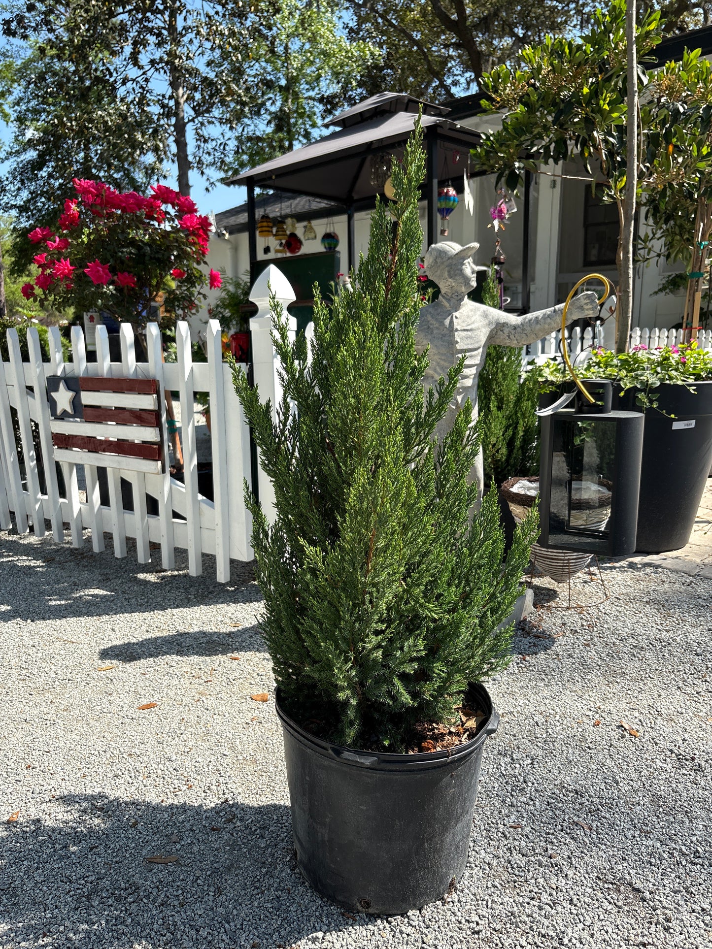 Juniper Blue Point 7 Gallon