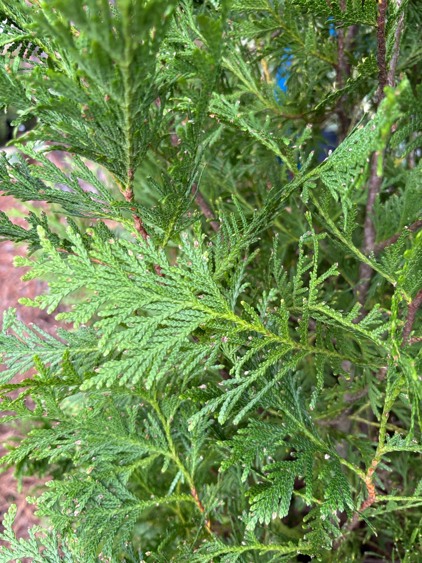 Arborvitae ‘Green Giant’