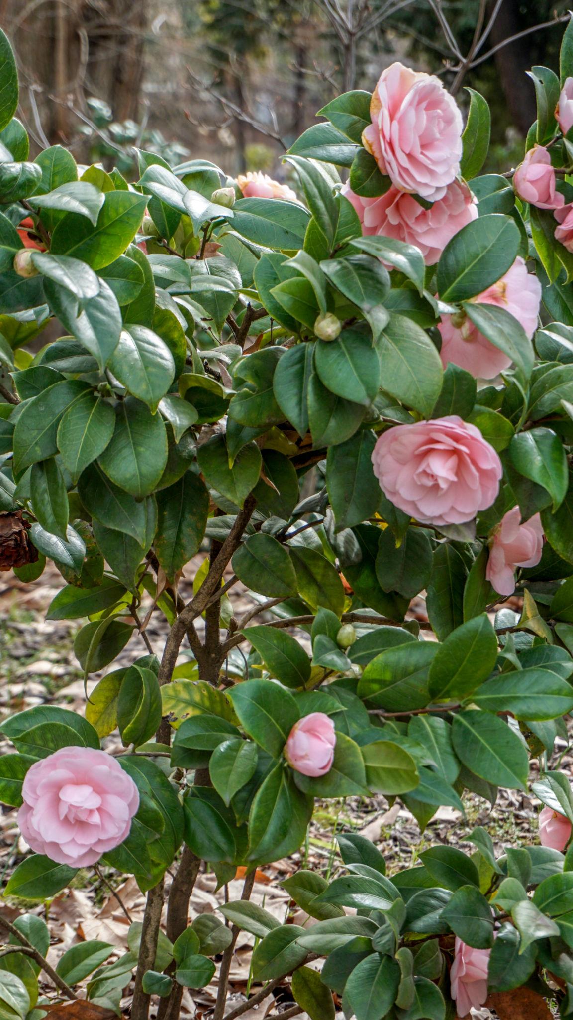 🌸 Nuccio’s Cameo Camellia (Camellia japonica) — 1 Gallon
