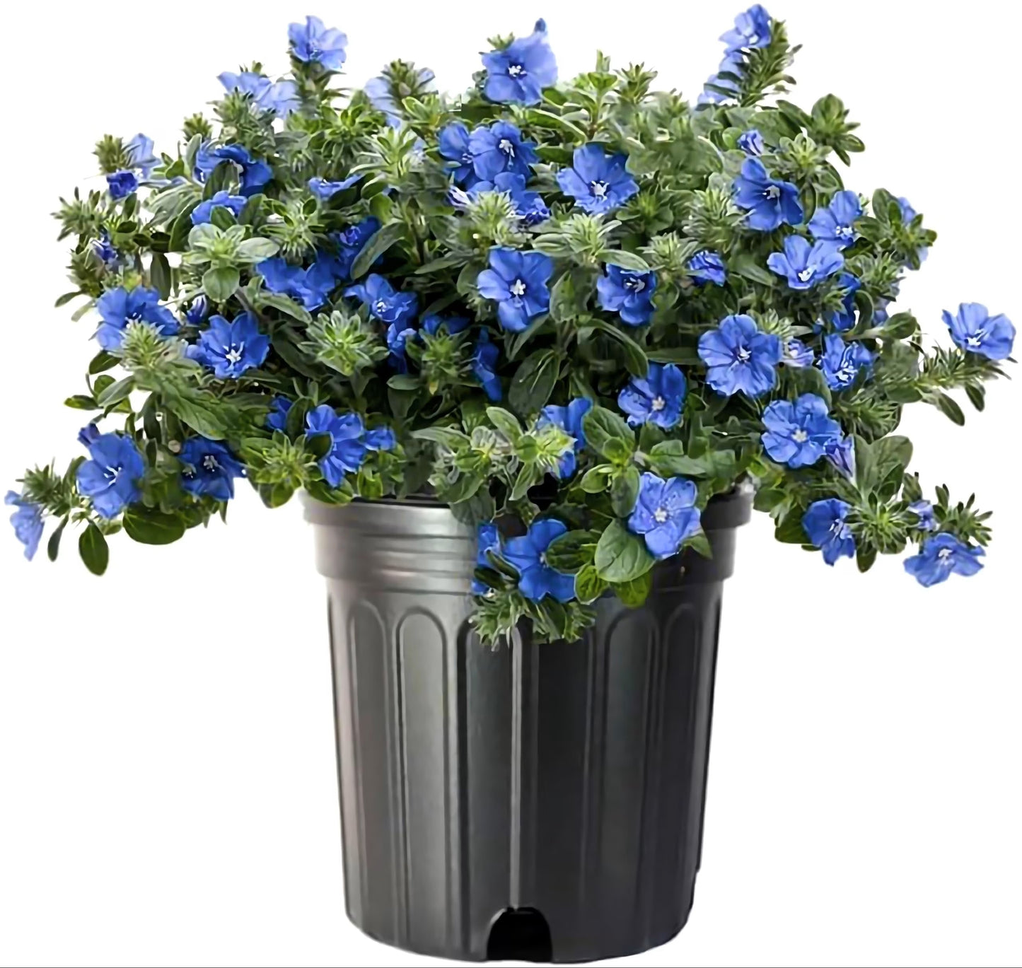 Blue Evolvulus – 3 Gallon