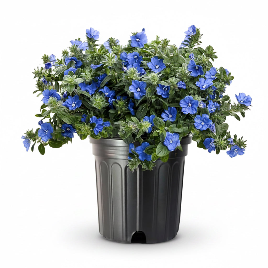 Blue Evolvulus – 3 Gallon