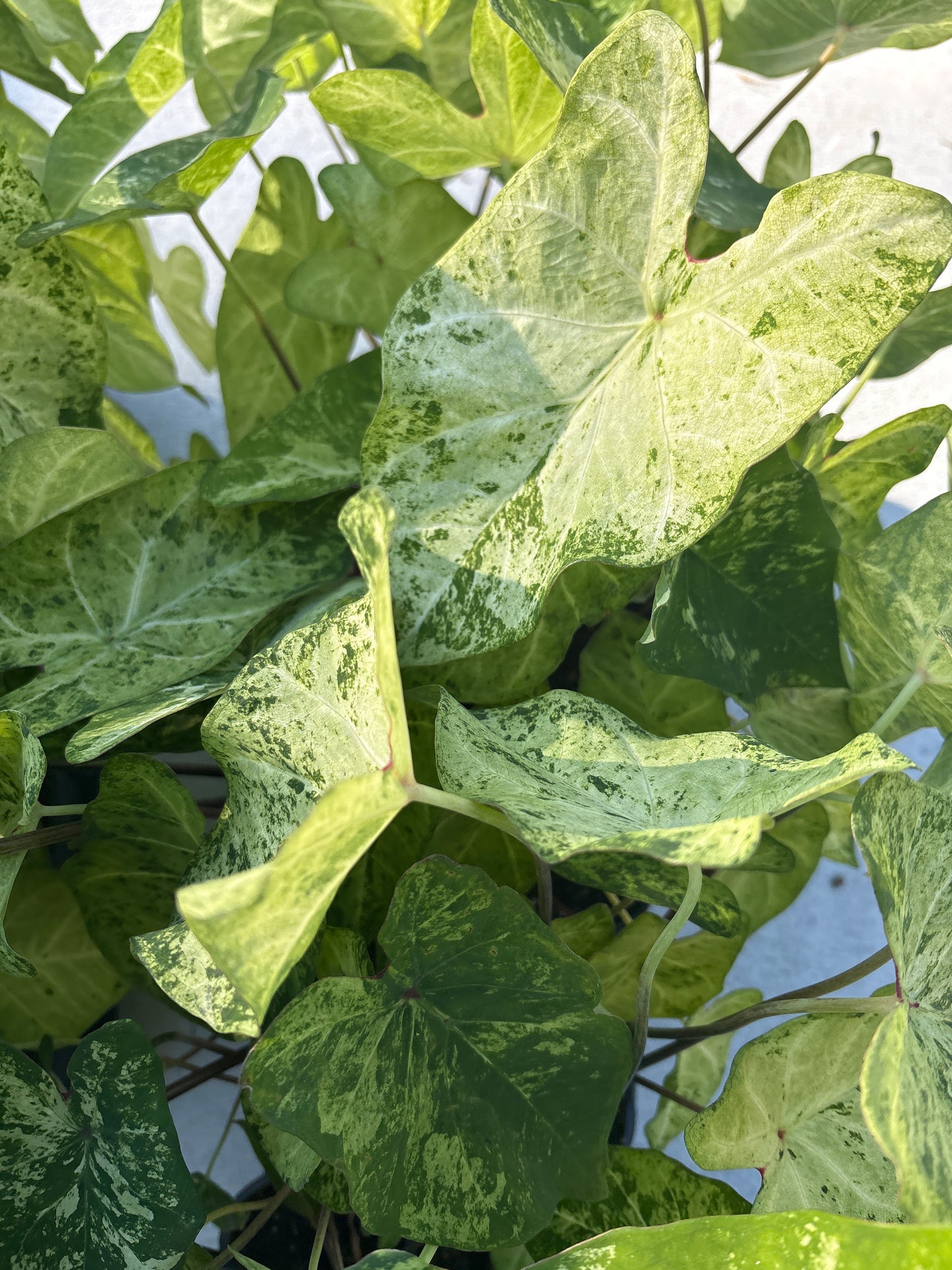 Caladium (4.5")