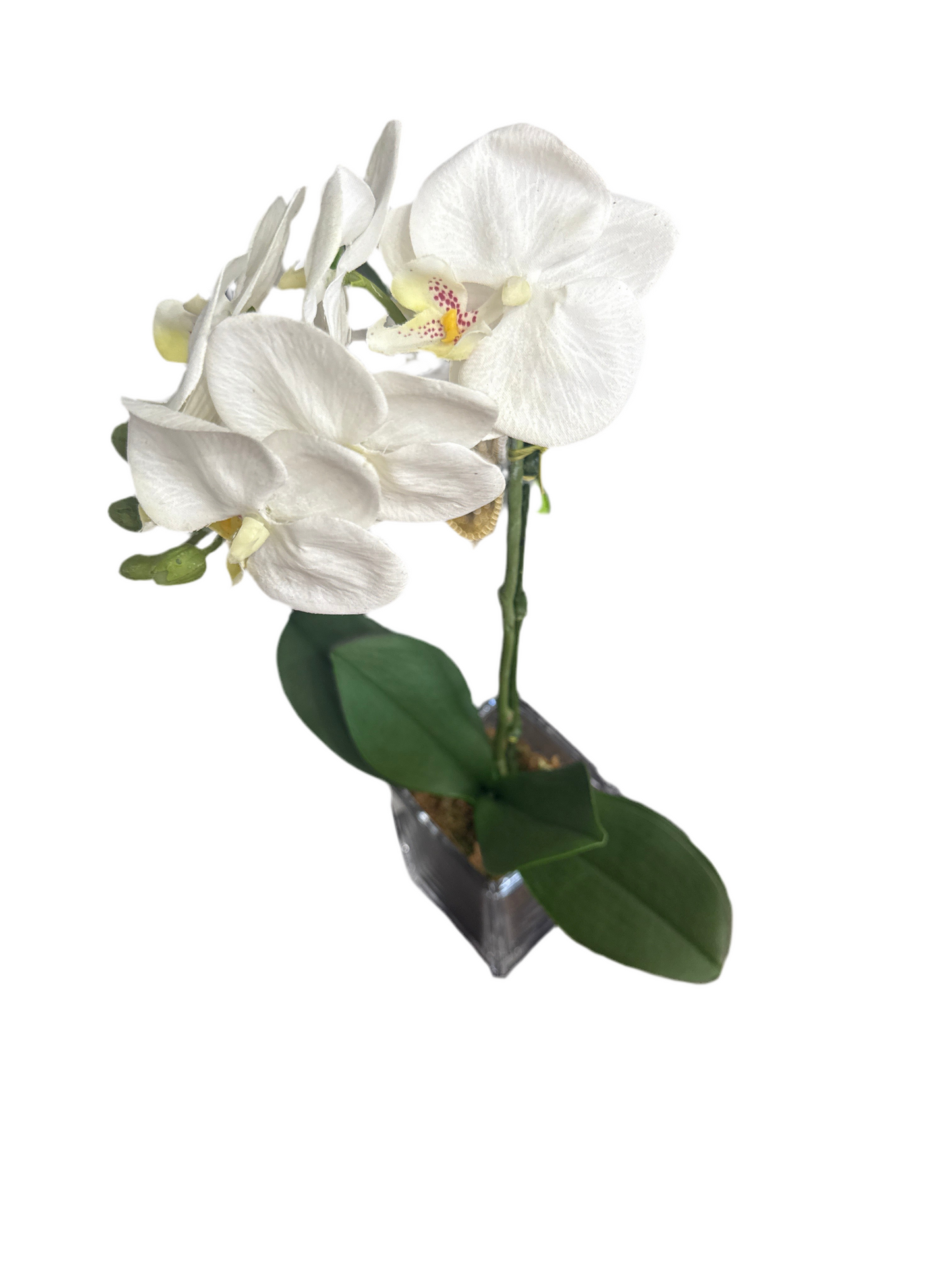 21 Inch Timeless White Orchid