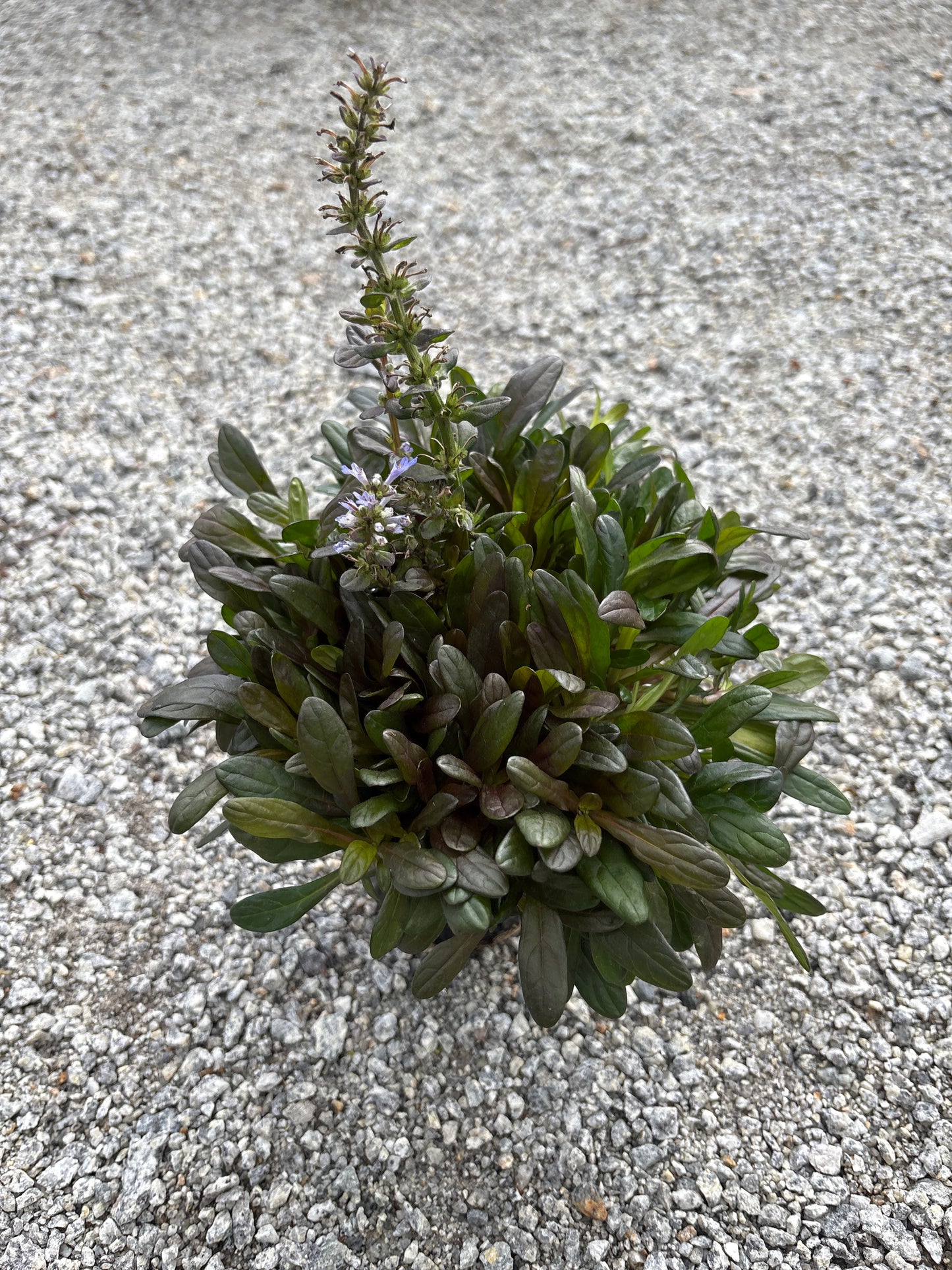 Ajuga (4 Inch)