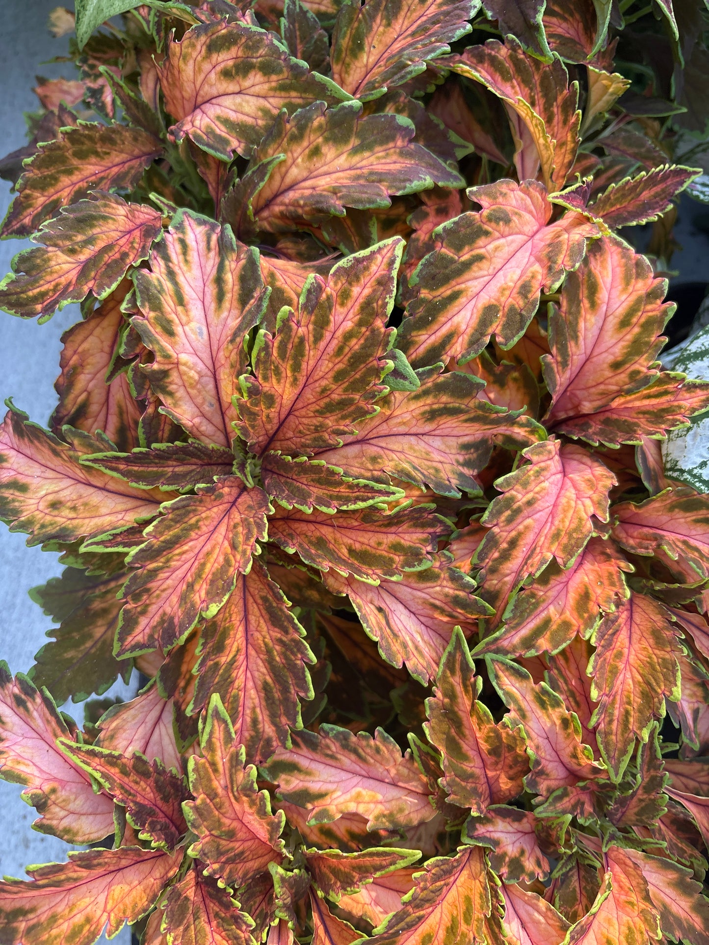 Coleus "Coral Candy" (4")