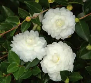 Sasanqua White Shi Shi (3 Gallon)
