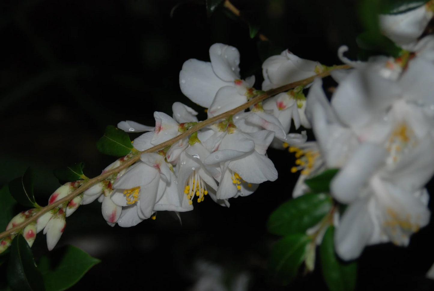 đ¸ Snow Bells Handeii Camellia â 1 Gallon
