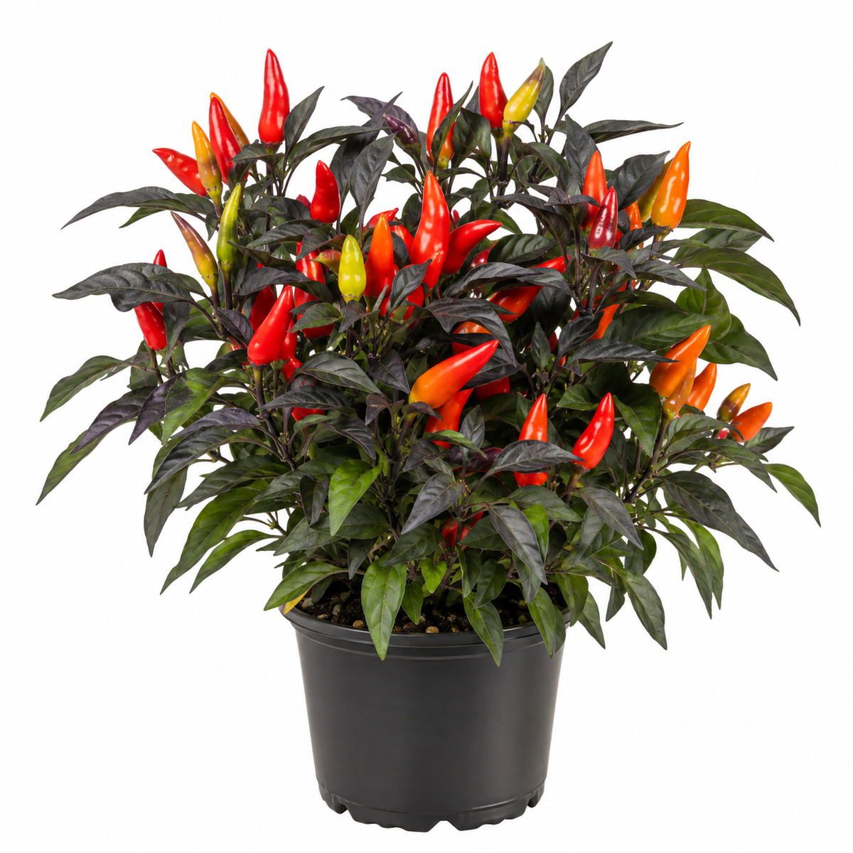 1 Gallon Pepper Wicked