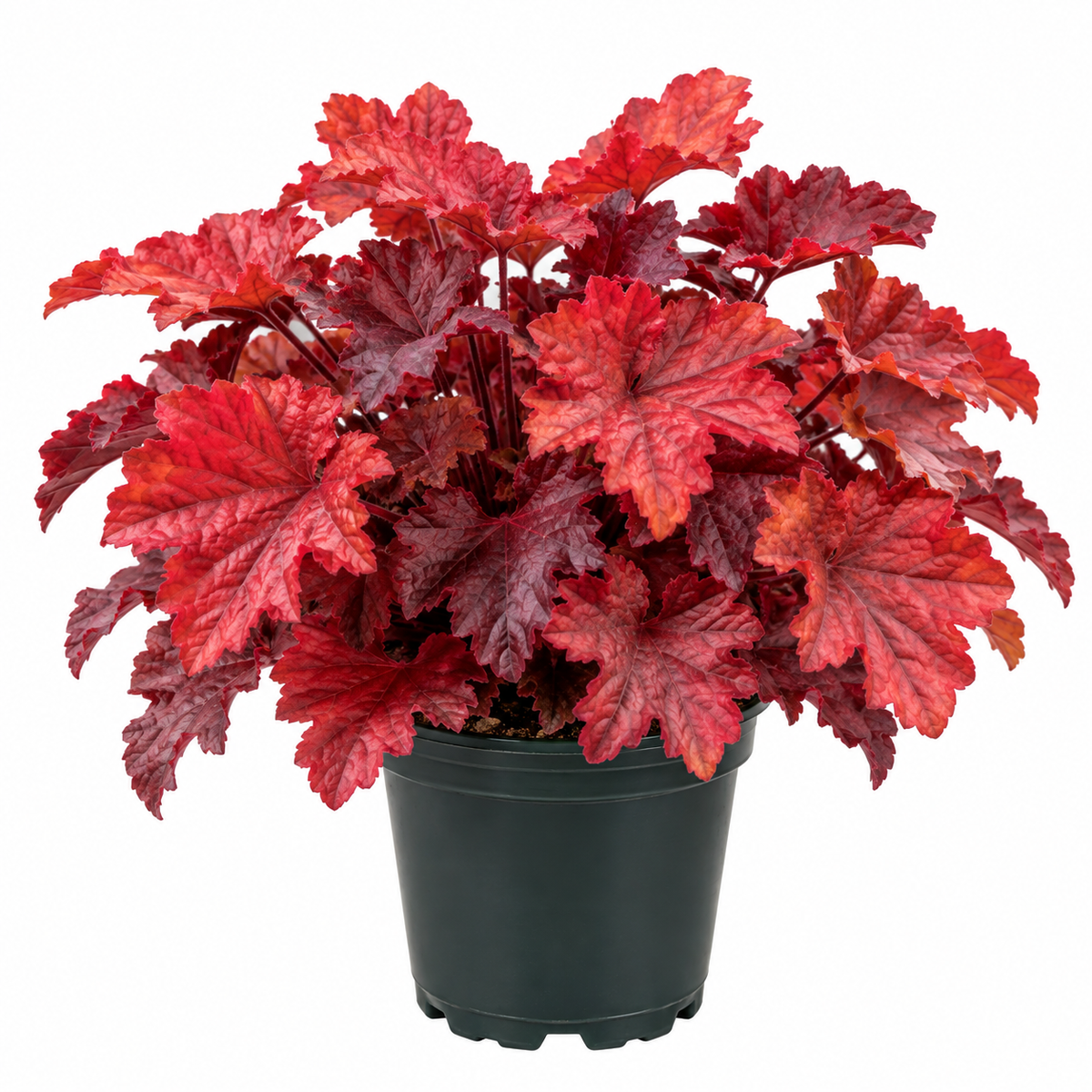 5" Heuchera Fire Alarm