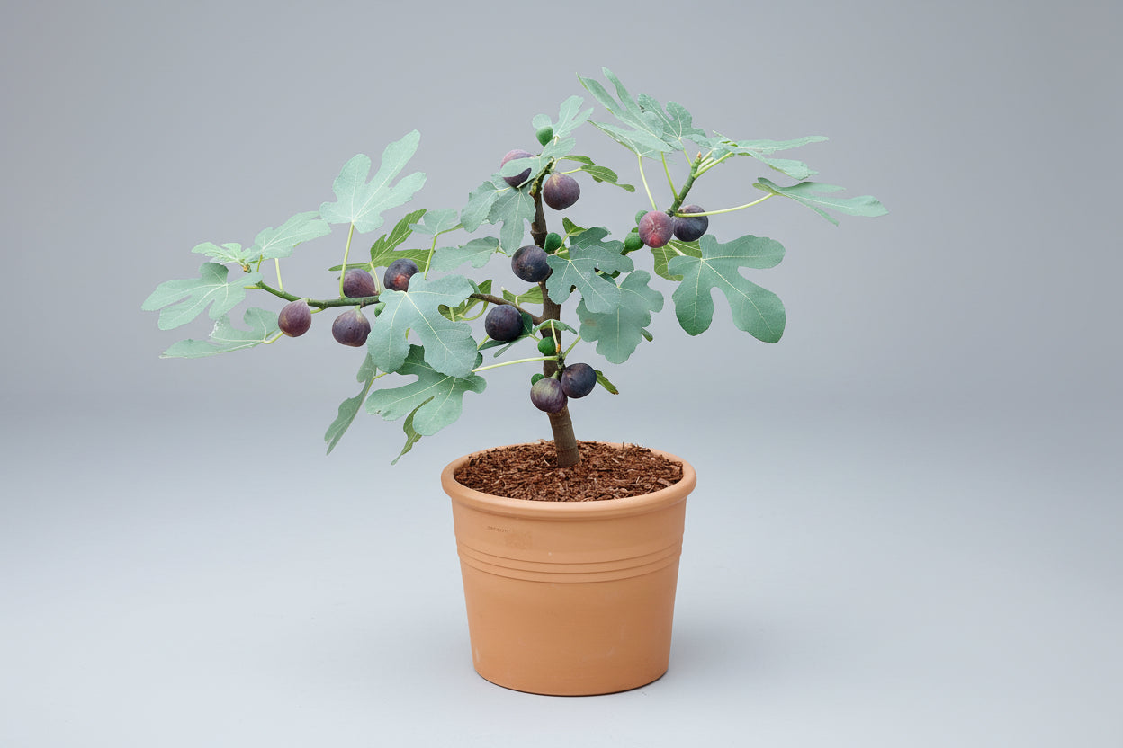 3 Gallon Fig Tree (Ficus carica) 🌿🍈