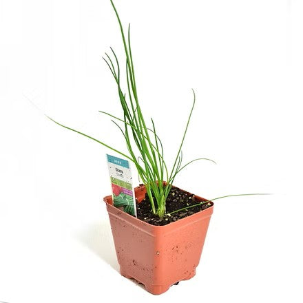 Chives (4" container)