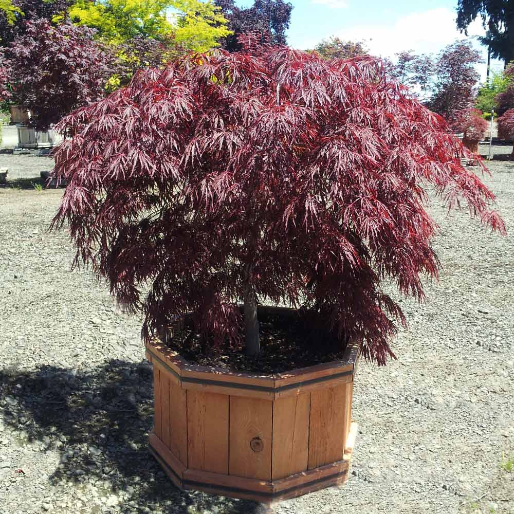 Japanese maple Tamukeyama Tree 3 gallon