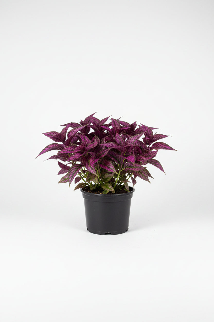 Persian Shield (1 Gallon)