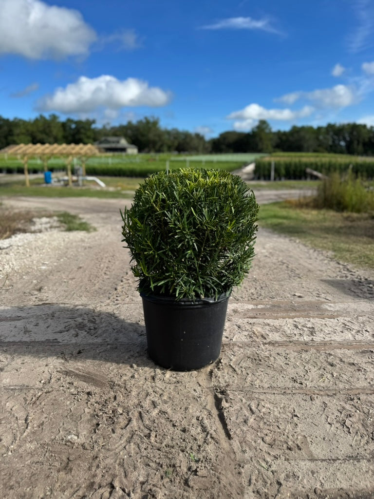 Podocarpus Macrophyllus #7 Globe