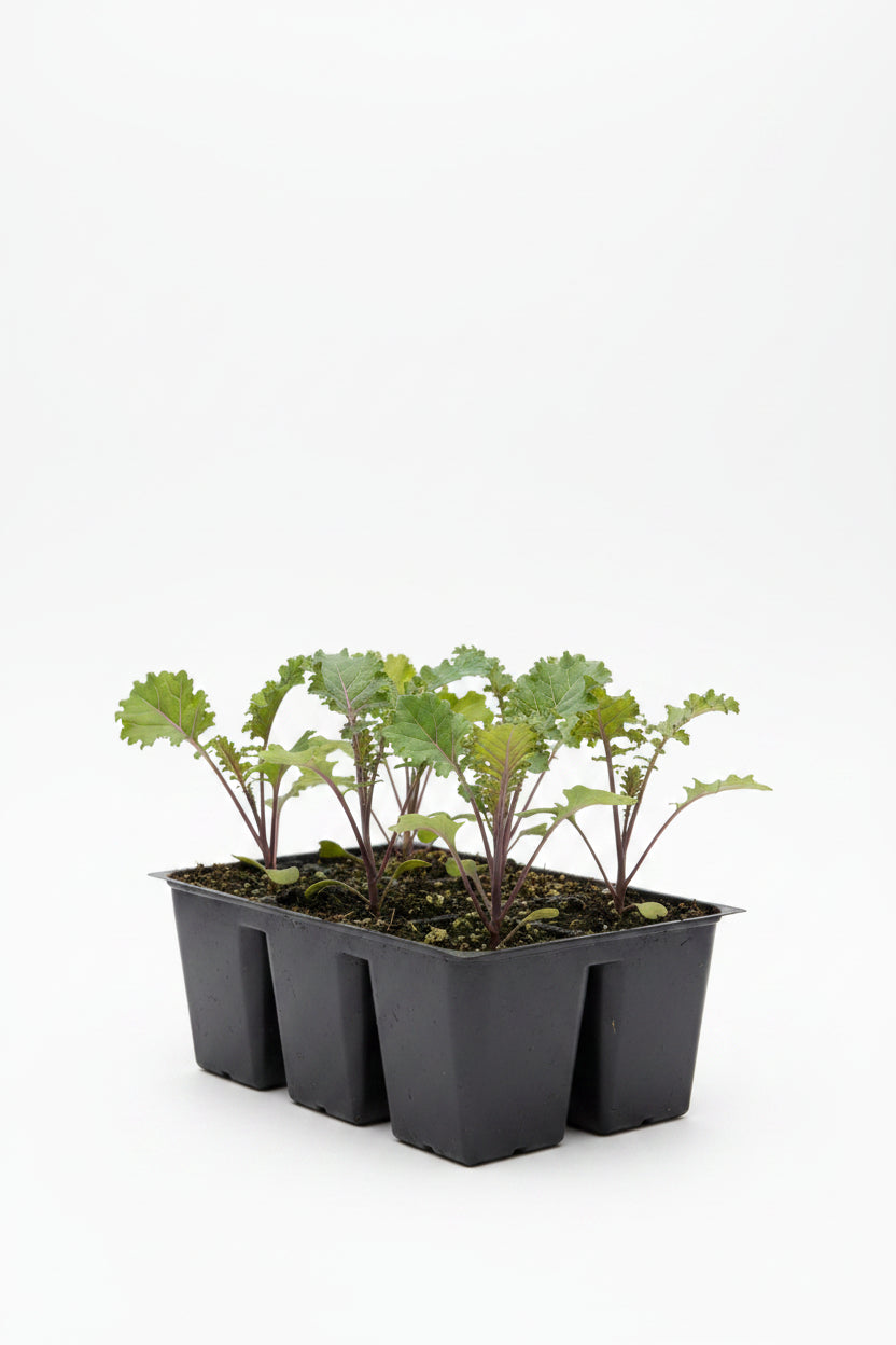 Kale Redbor (6 Pack)
