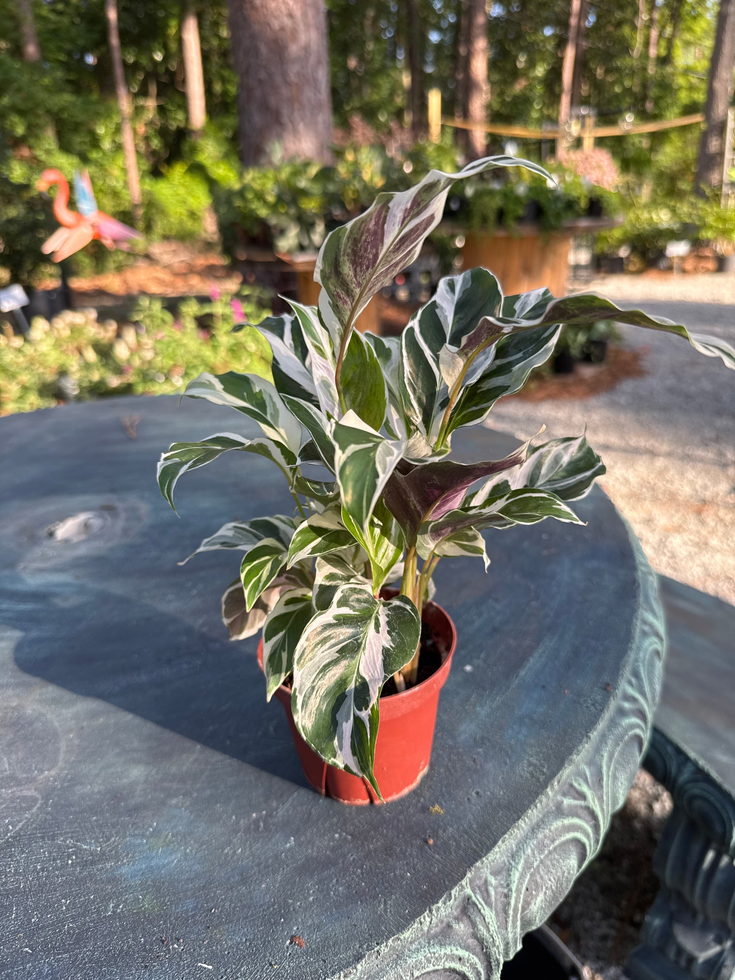 Calathea Fusion White ( 4")