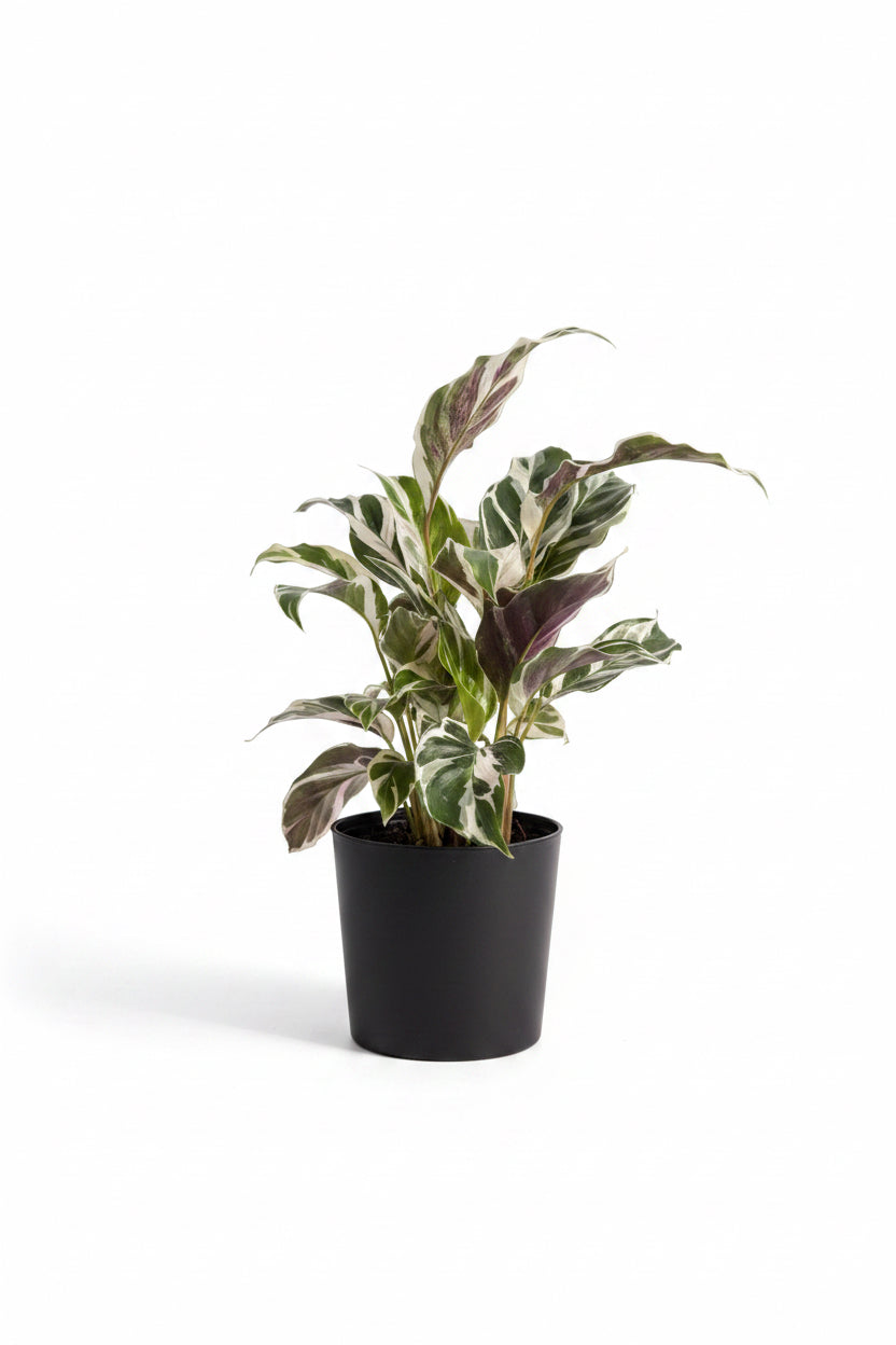 Calathea Fusion White ( 4")