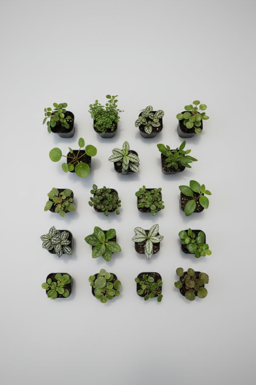 Assorted Fairy Garden Plants (2" Individually Priced)
