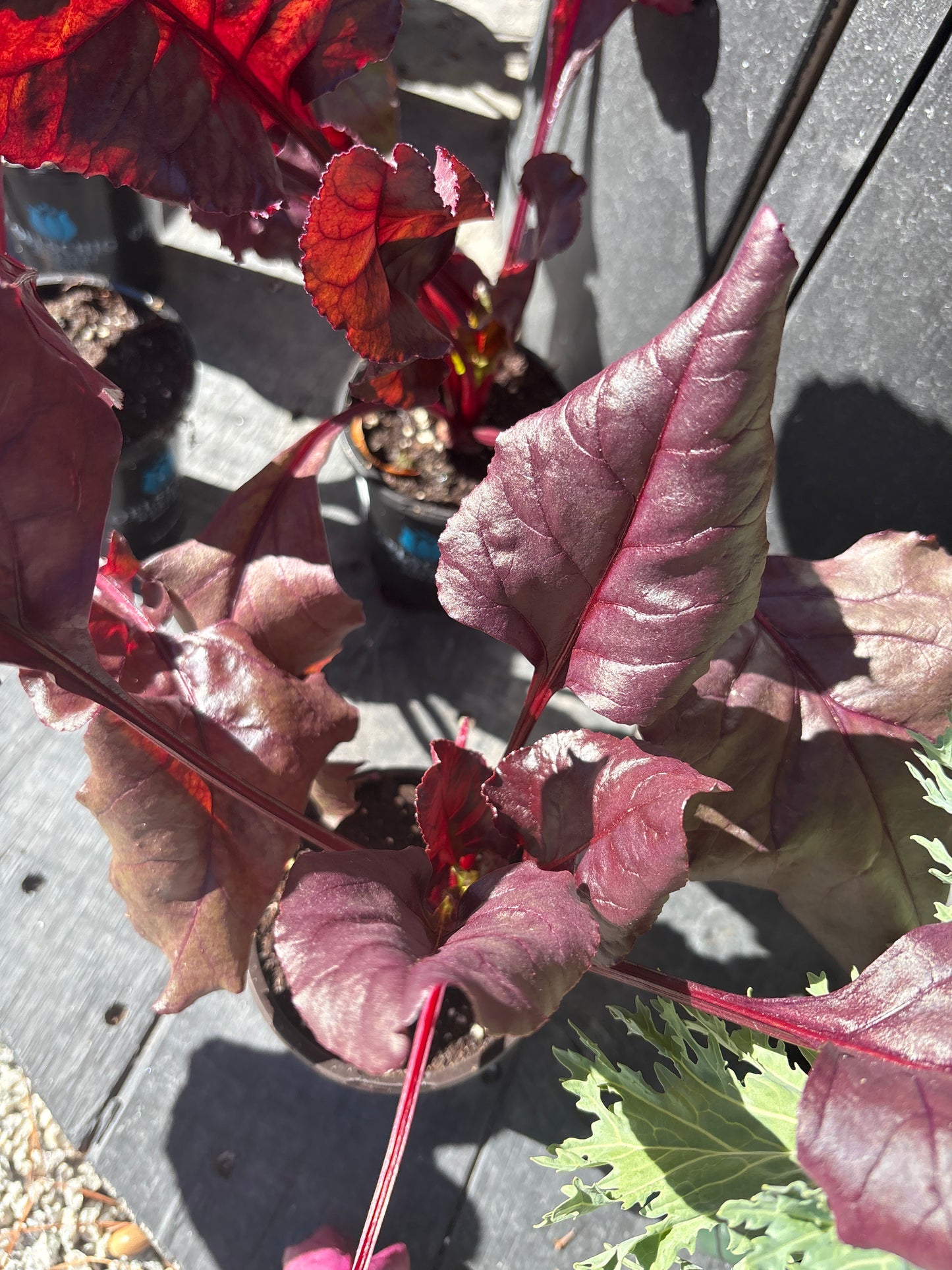 Beet Bulls Blood 4"