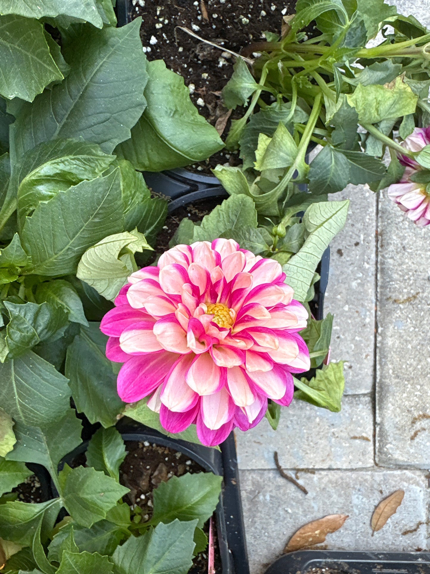 Dahlia (1 Gallon)