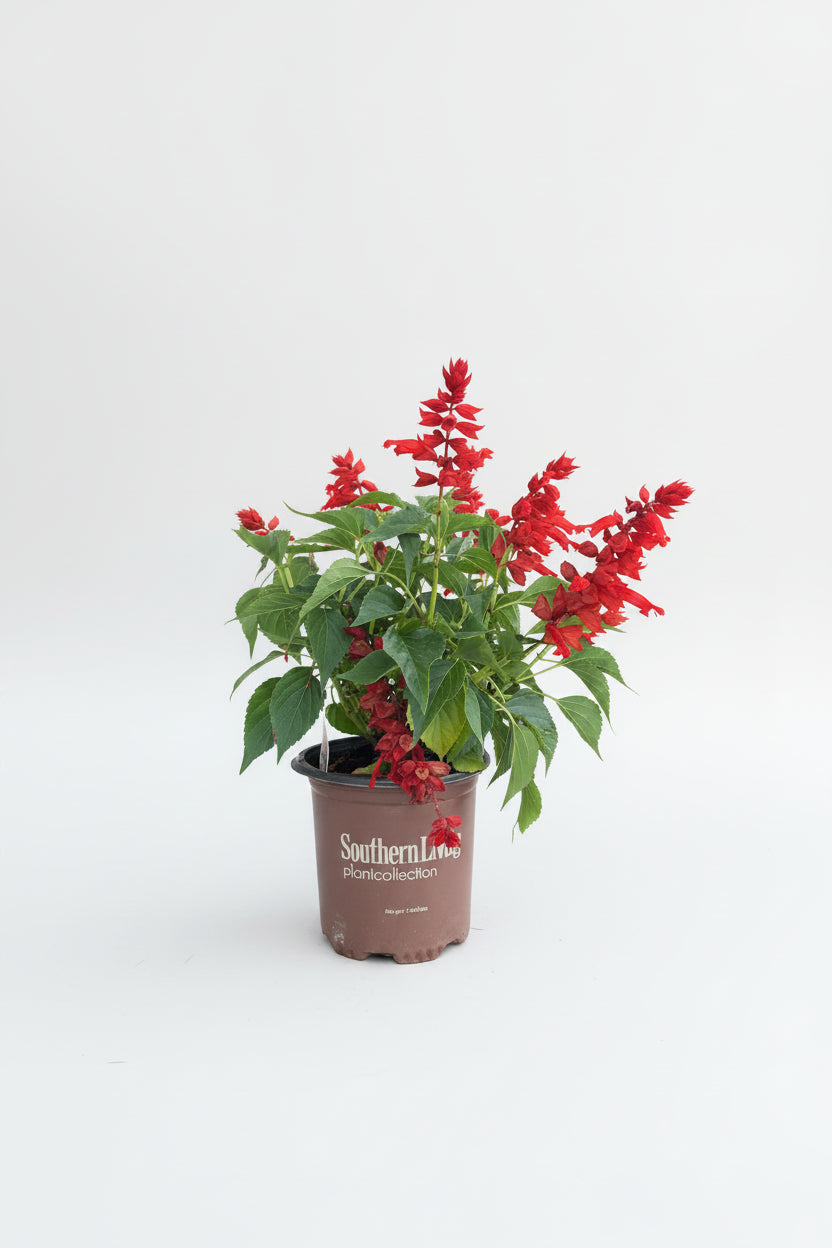 Salvia (1 Gallon)