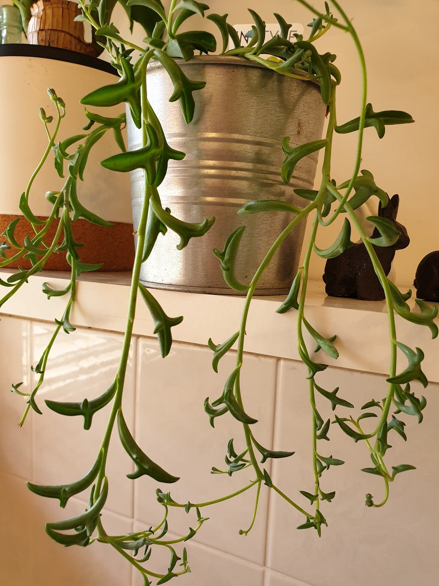 String of Dolphins Succulent Hanging Basket