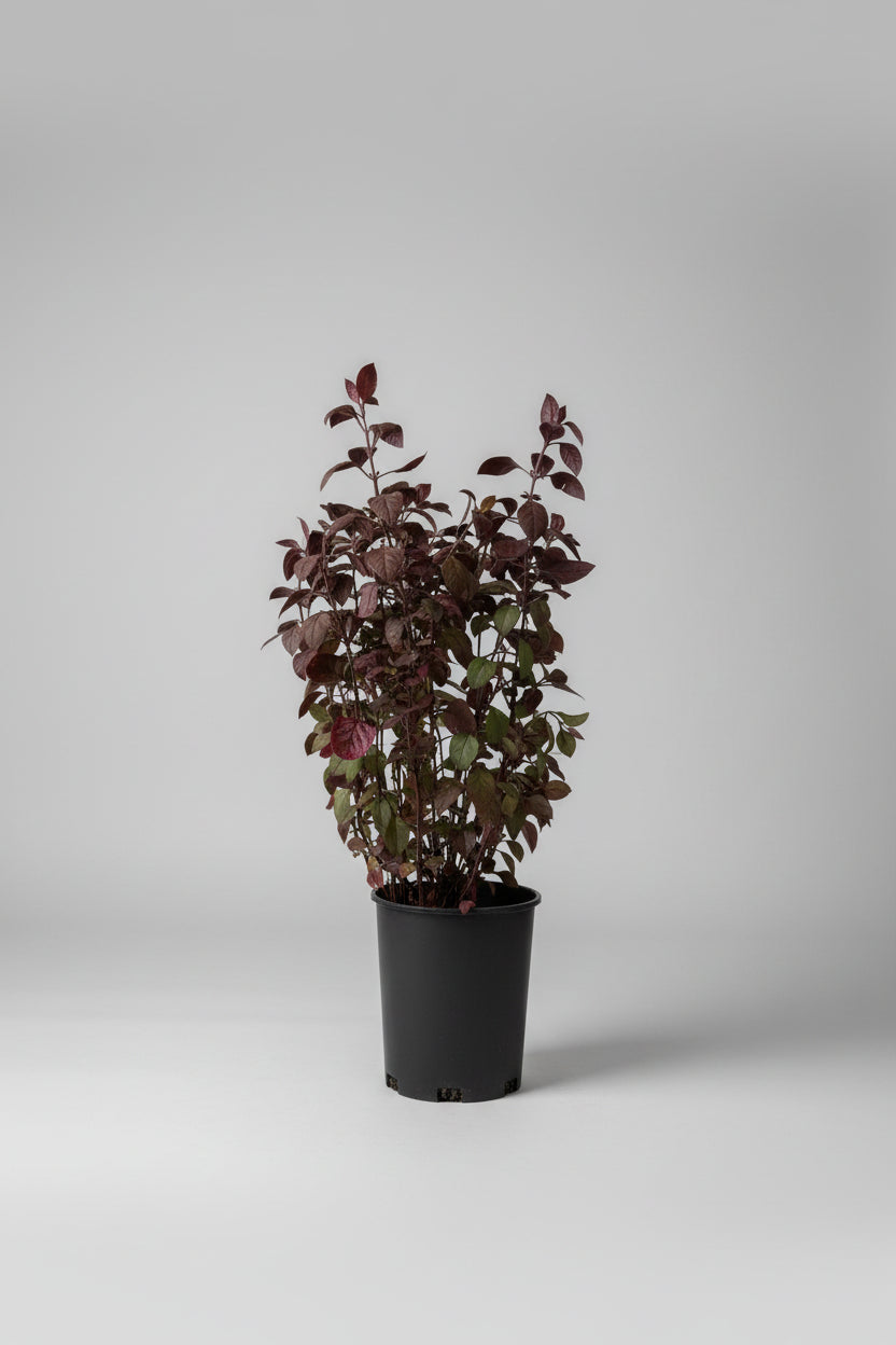 Purple Prince Alternanthera (1 Gallon)