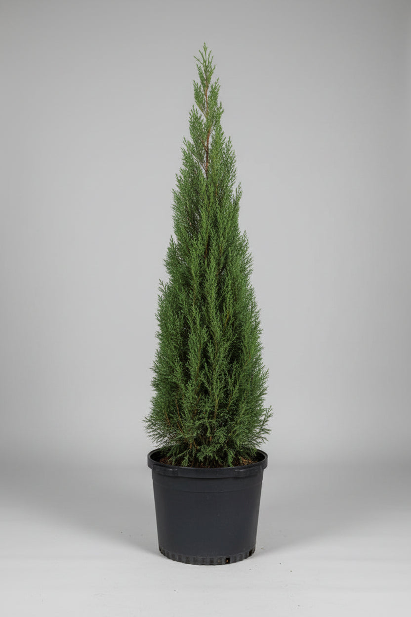 Juniper chinensis ‘Blue Point’ 15 Gallon Cone Topiary