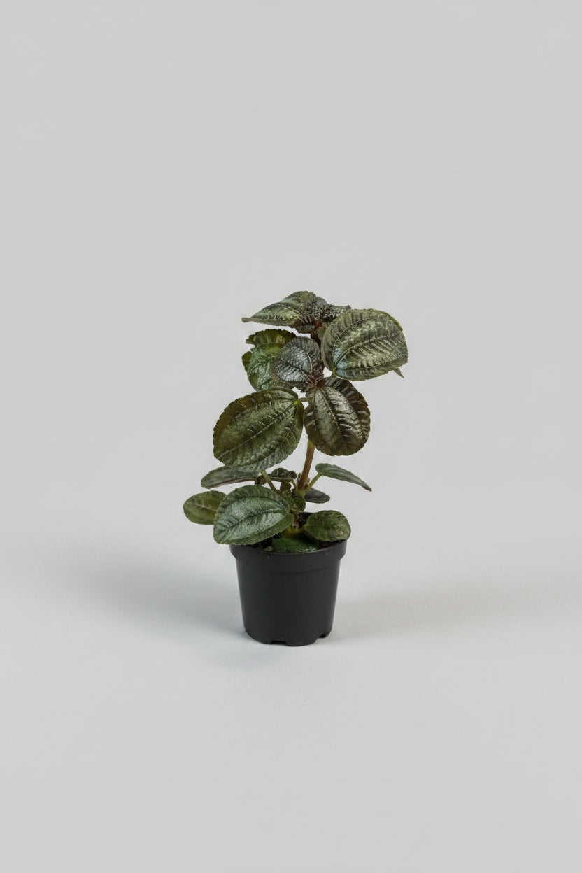 Pilea spruceana 'Norfolk' 2”