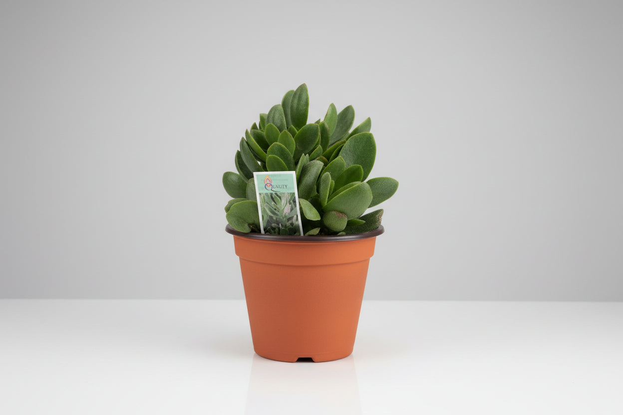 Crassula - 4"