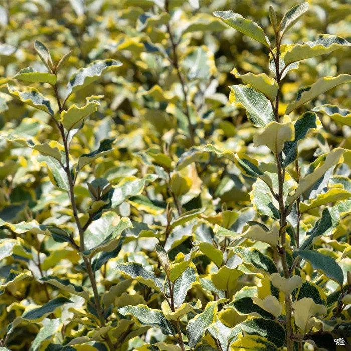 Olive Martini™ Elaeagnus (3 Gallon)