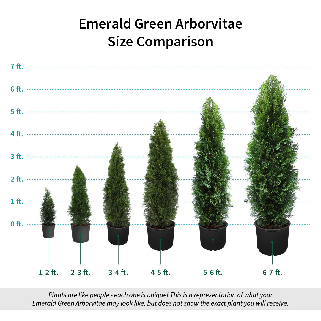 Arborvitae 'Emerald Green' (3 Gal)
